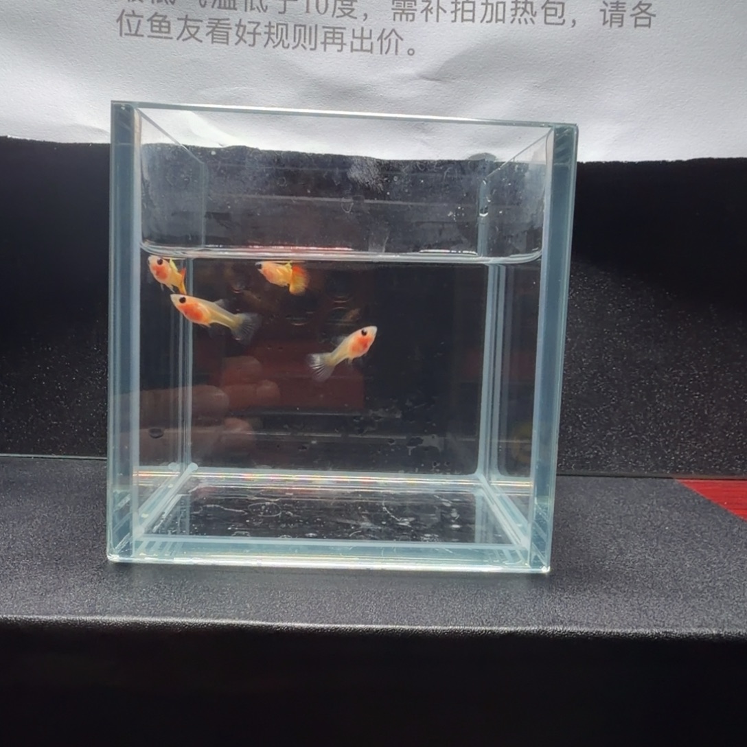 孔雀鱼皇家落日短体2对