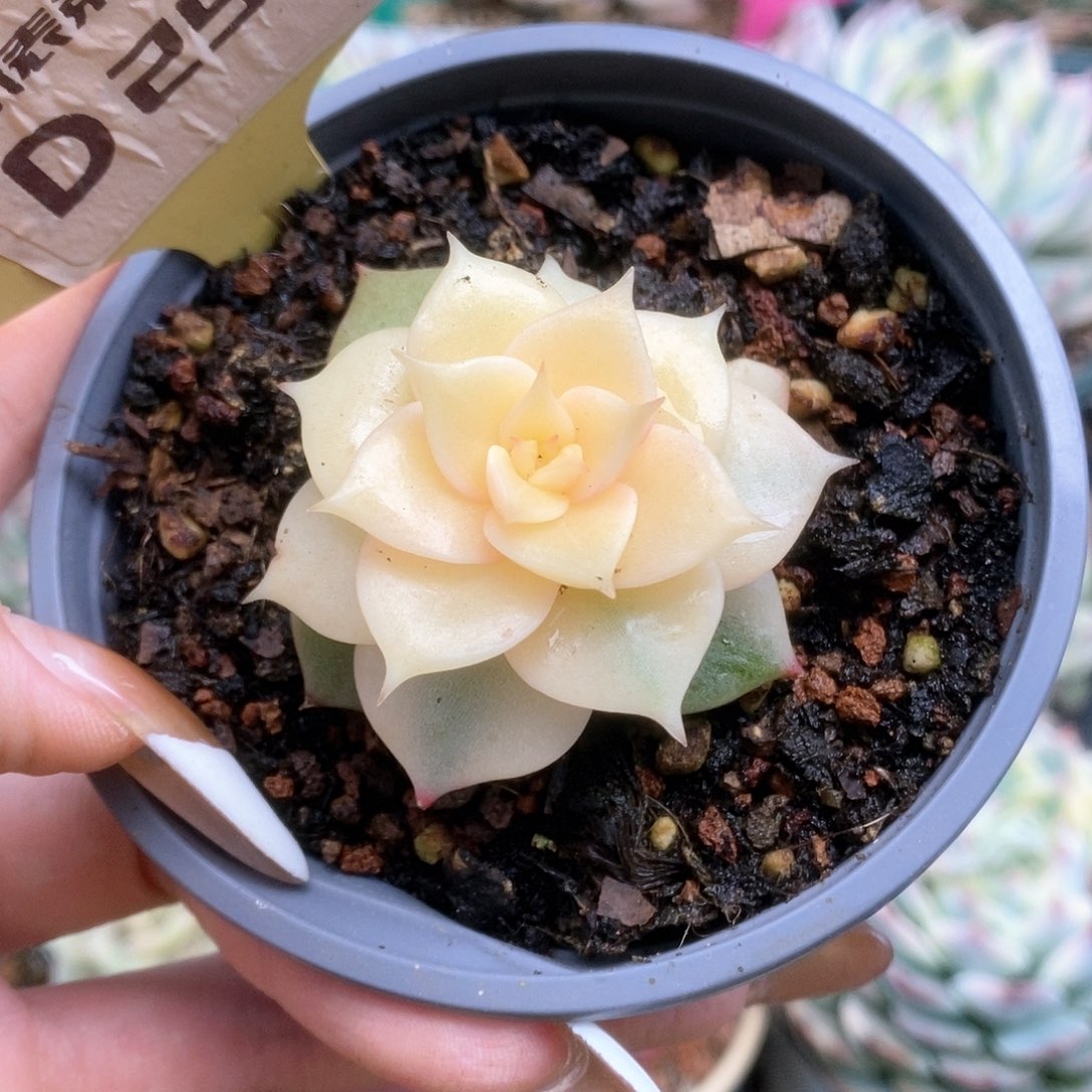 258贝加尔湖锦锦锦锦锦