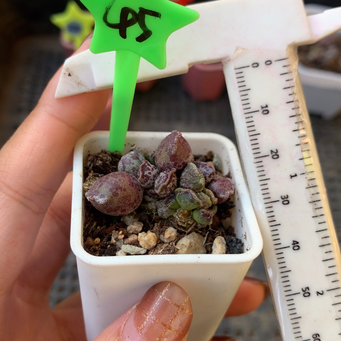 海豹 小书肉奶酪多肉 