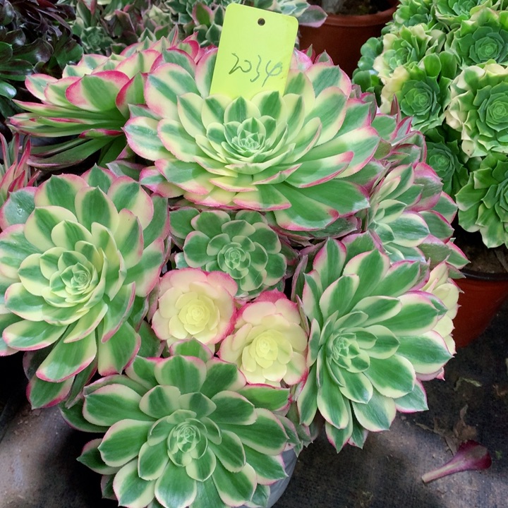 2034海王多肉111111