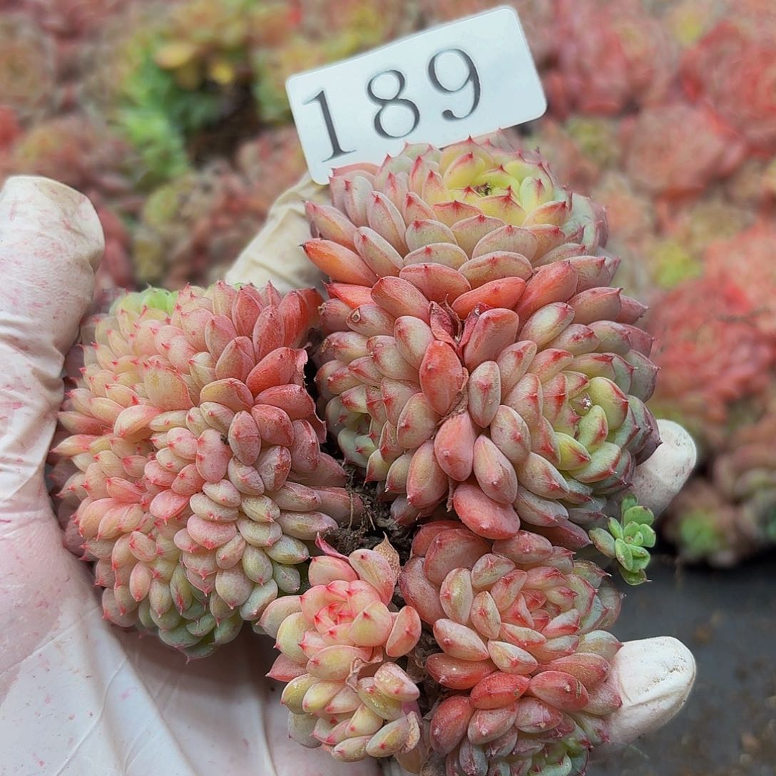 多肉植物多肉植物189