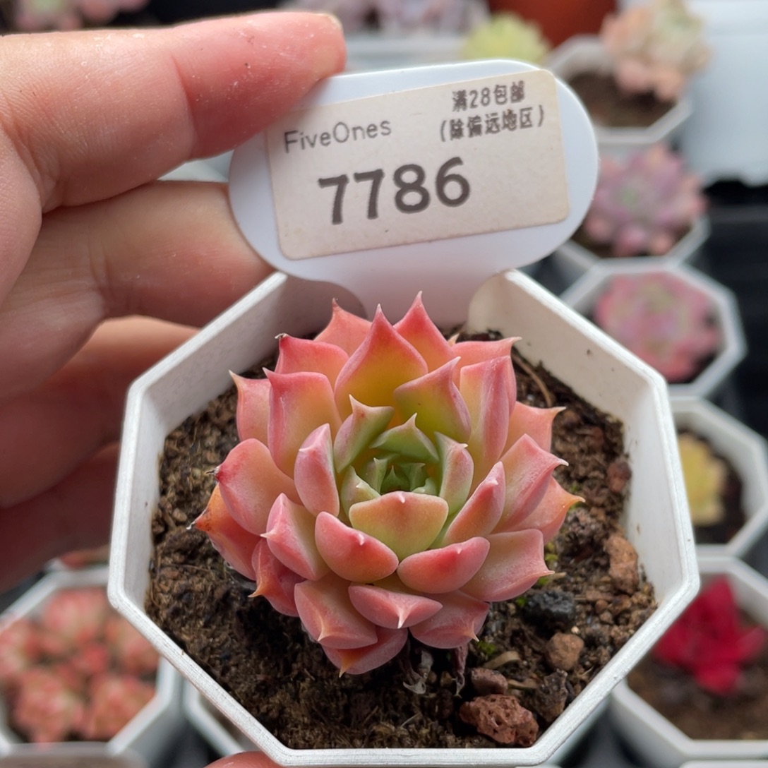 月影杂7786-4.5厘米