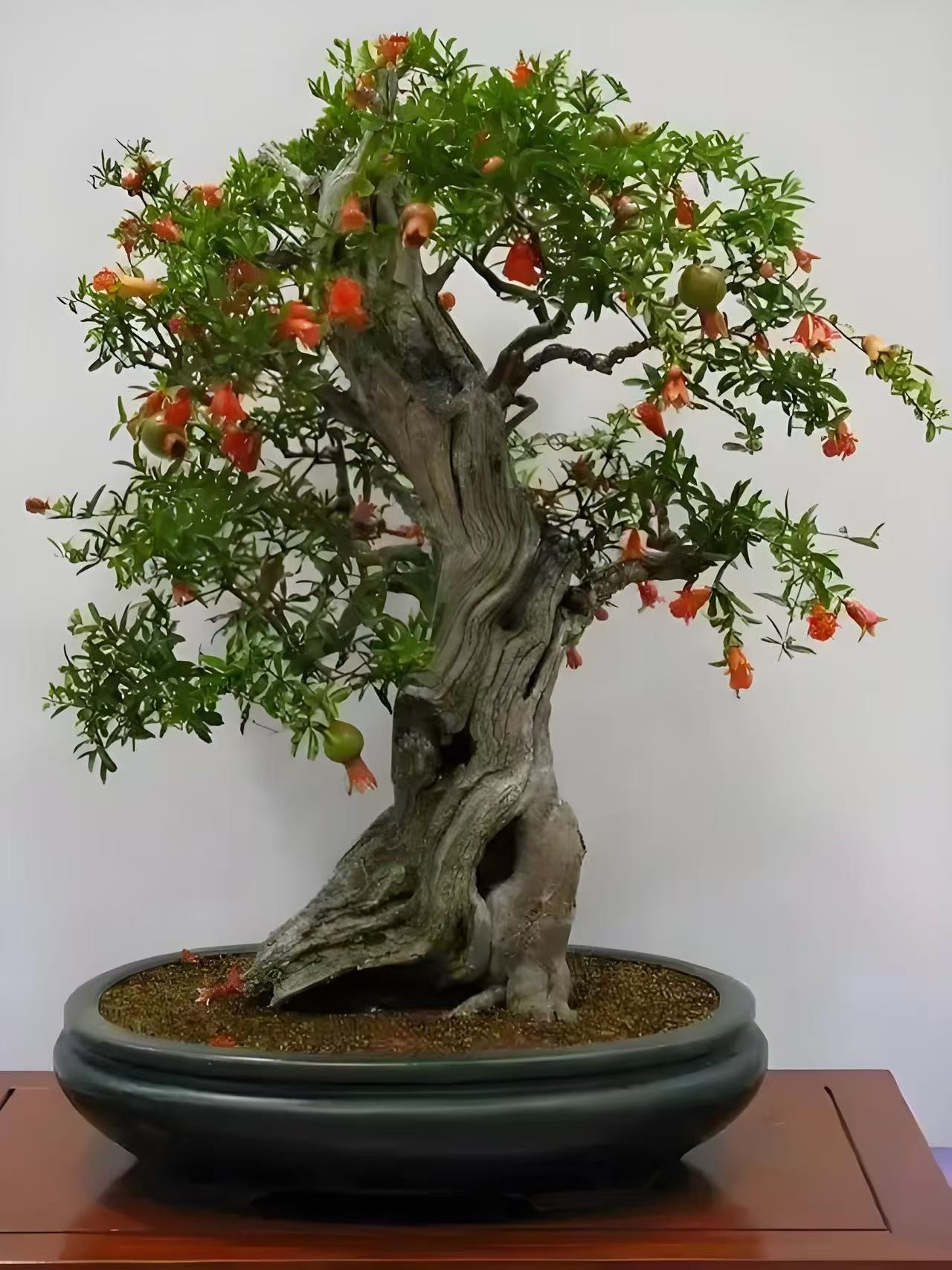 田园花园绿化别墅庭院景观盆景盆栽地栽突尼斯软石树《一物一拍》