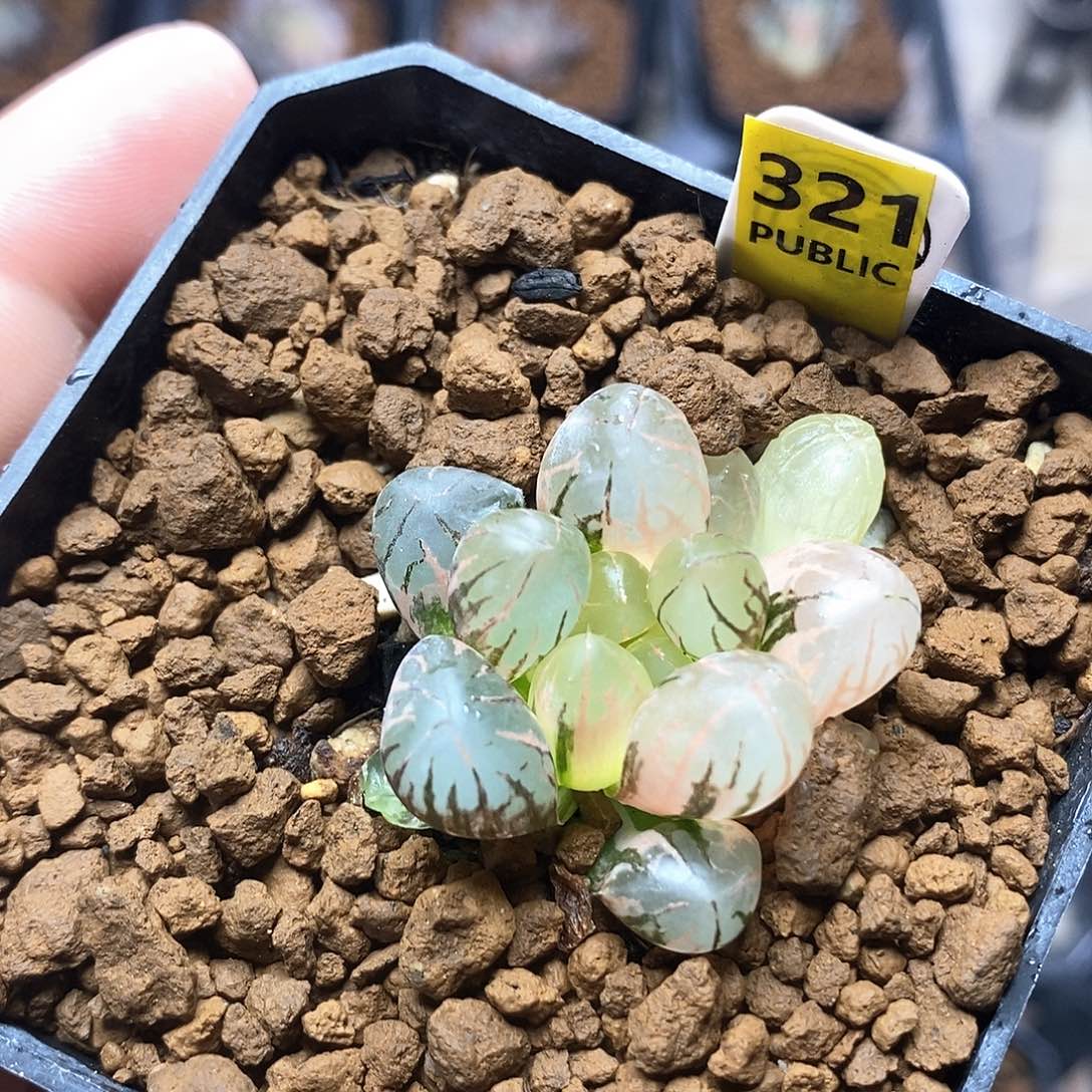 红陶321号灵犀玉露锦一物一拍