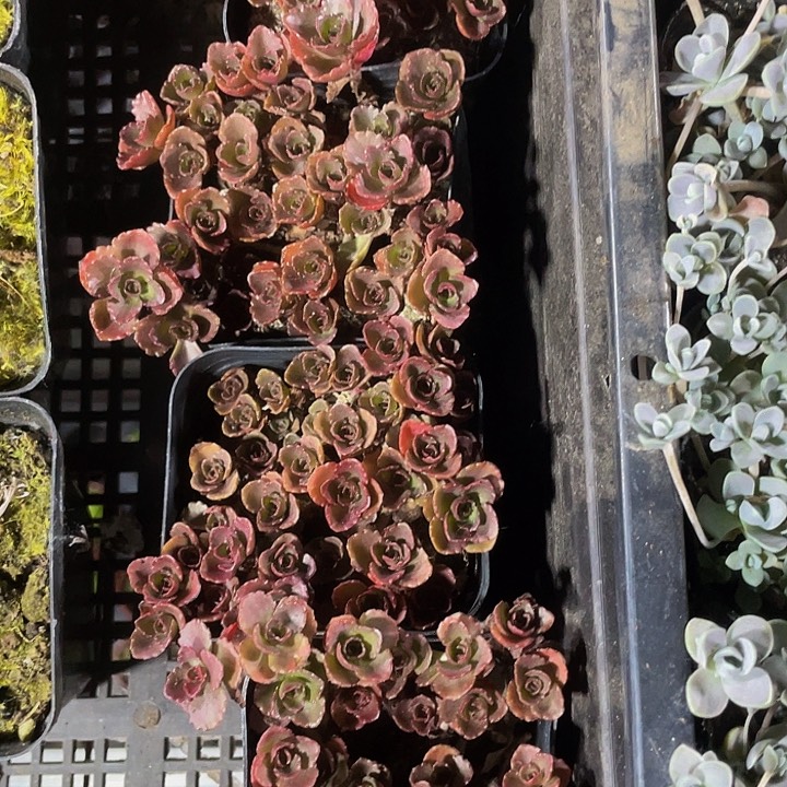 6.5方盆小球玫瑰