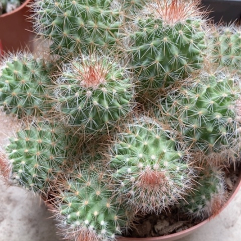 星星丸仙人球20米仙人球