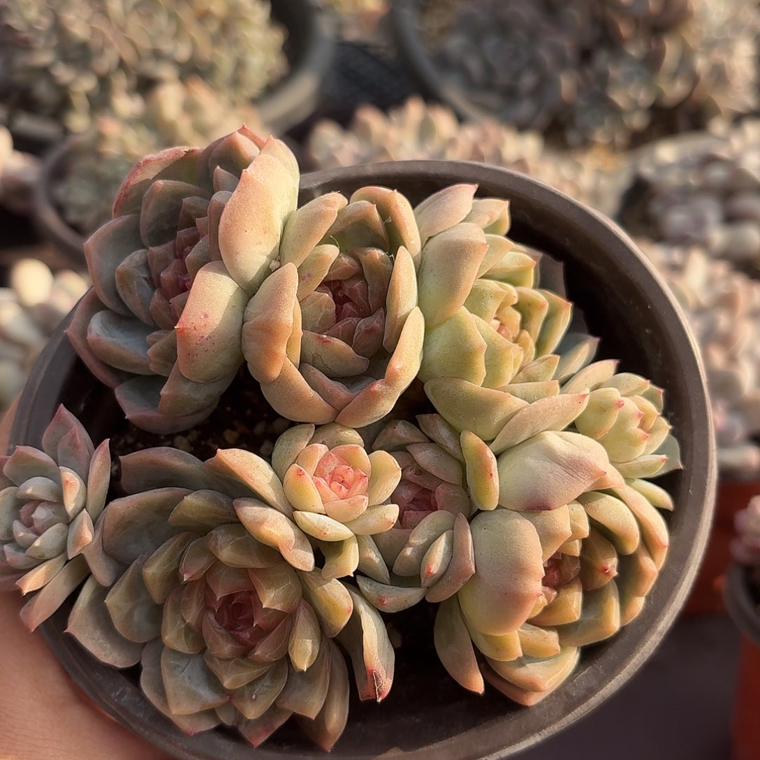 梦幻泡影9头群 脱土发货