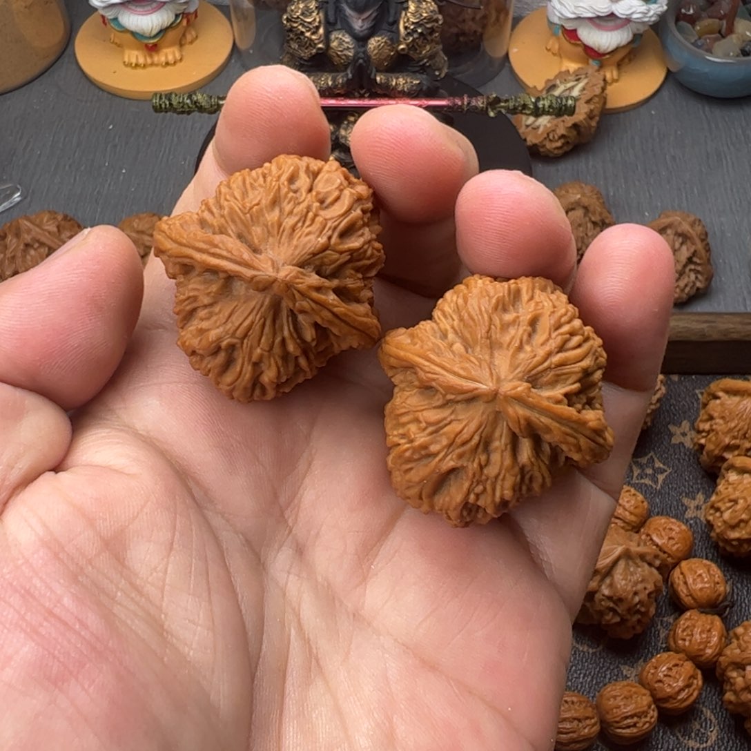 37山地白狮子全品