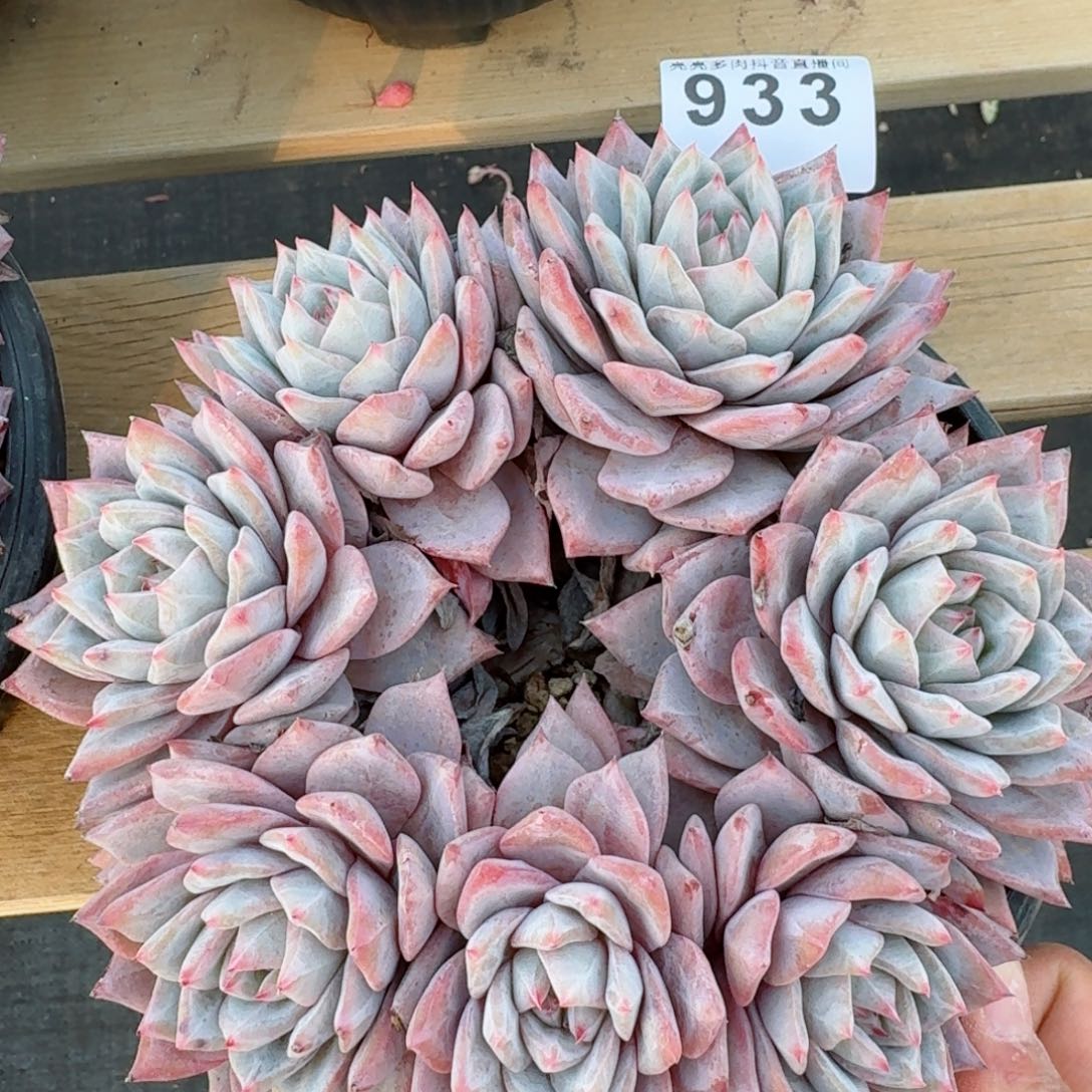 粉蓝鸟群生         多肉植物
