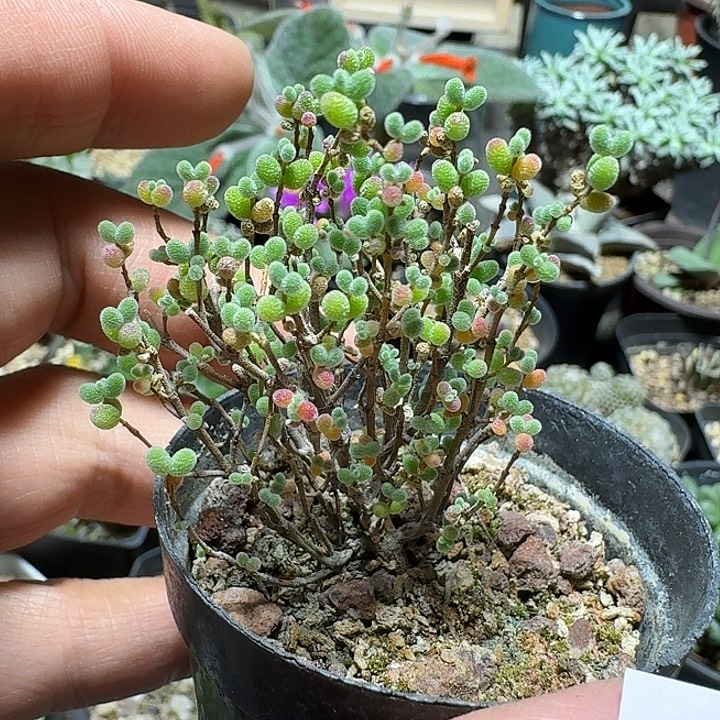 ****心341蜜橘糖球带盆发货