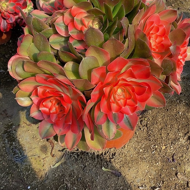 多肉香妃028多肉