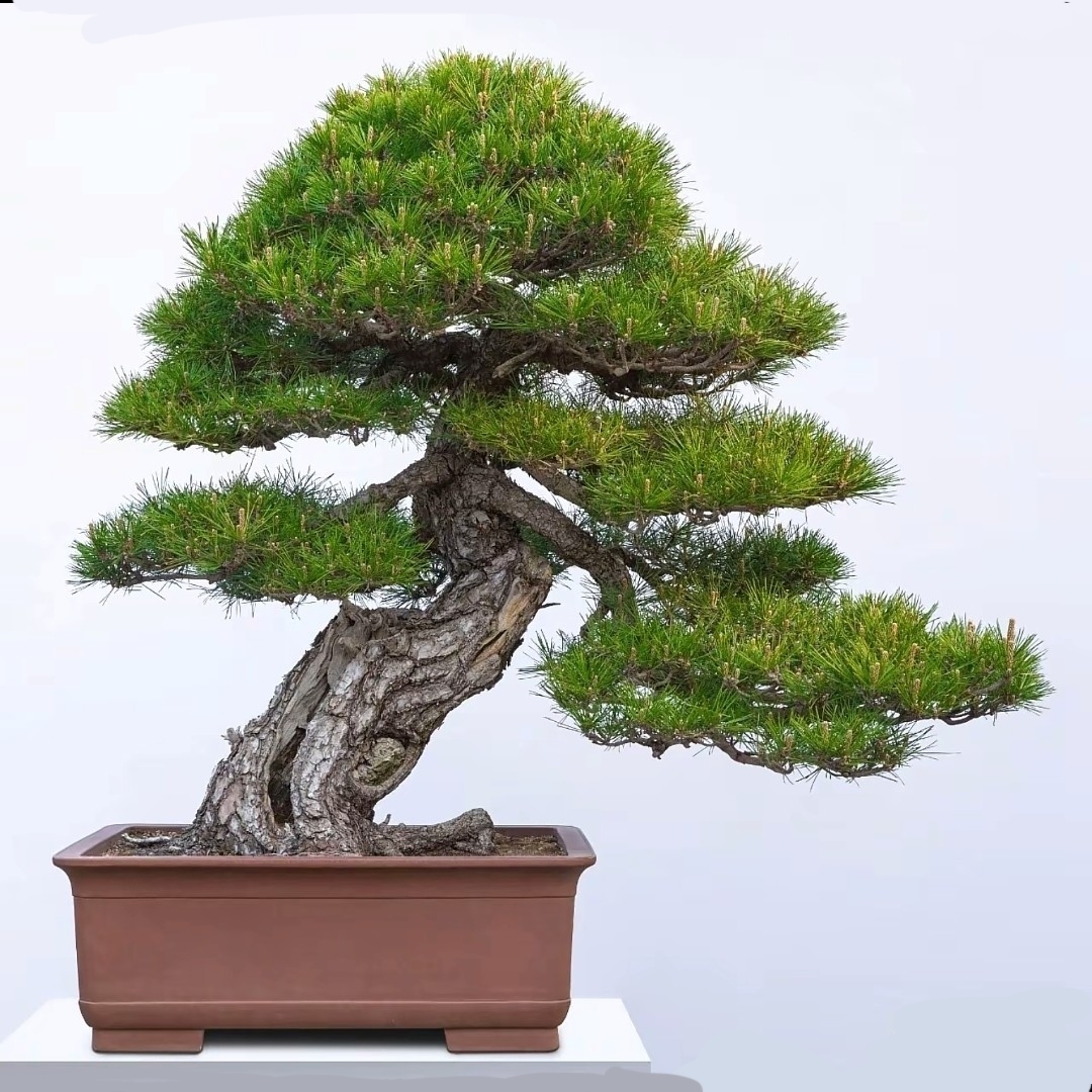 绿植室内盆栽庭院高端红芽黑松精品客厅大型大盆庭院树罗汉松盆景