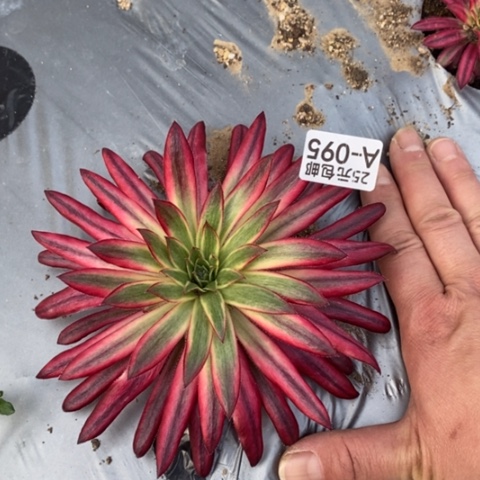 95朱雀满25包邮多肉