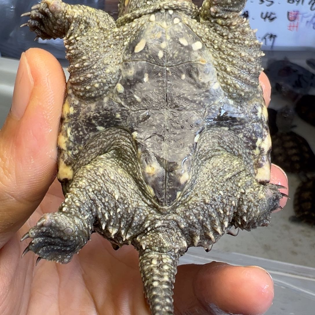 小鳄龟不分公母不退不换