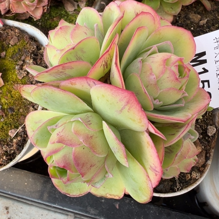 苗苗山地玫瑰多肉植物152