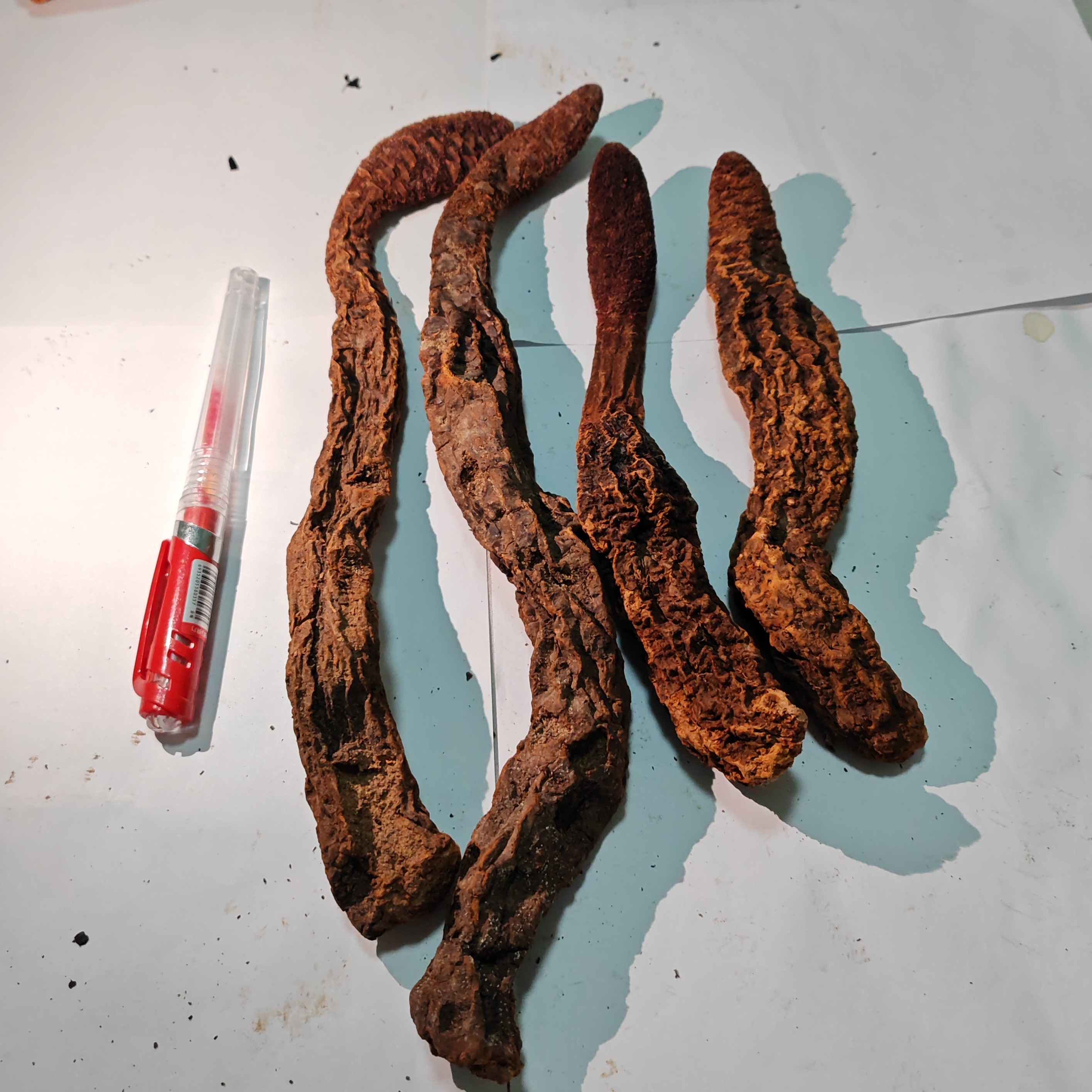 内蒙阿拉善锁锁配肉苁蓉整根搭配枸杞泡茶泡酒