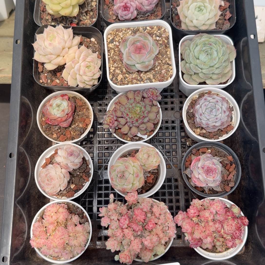 框拍框拍0218-120