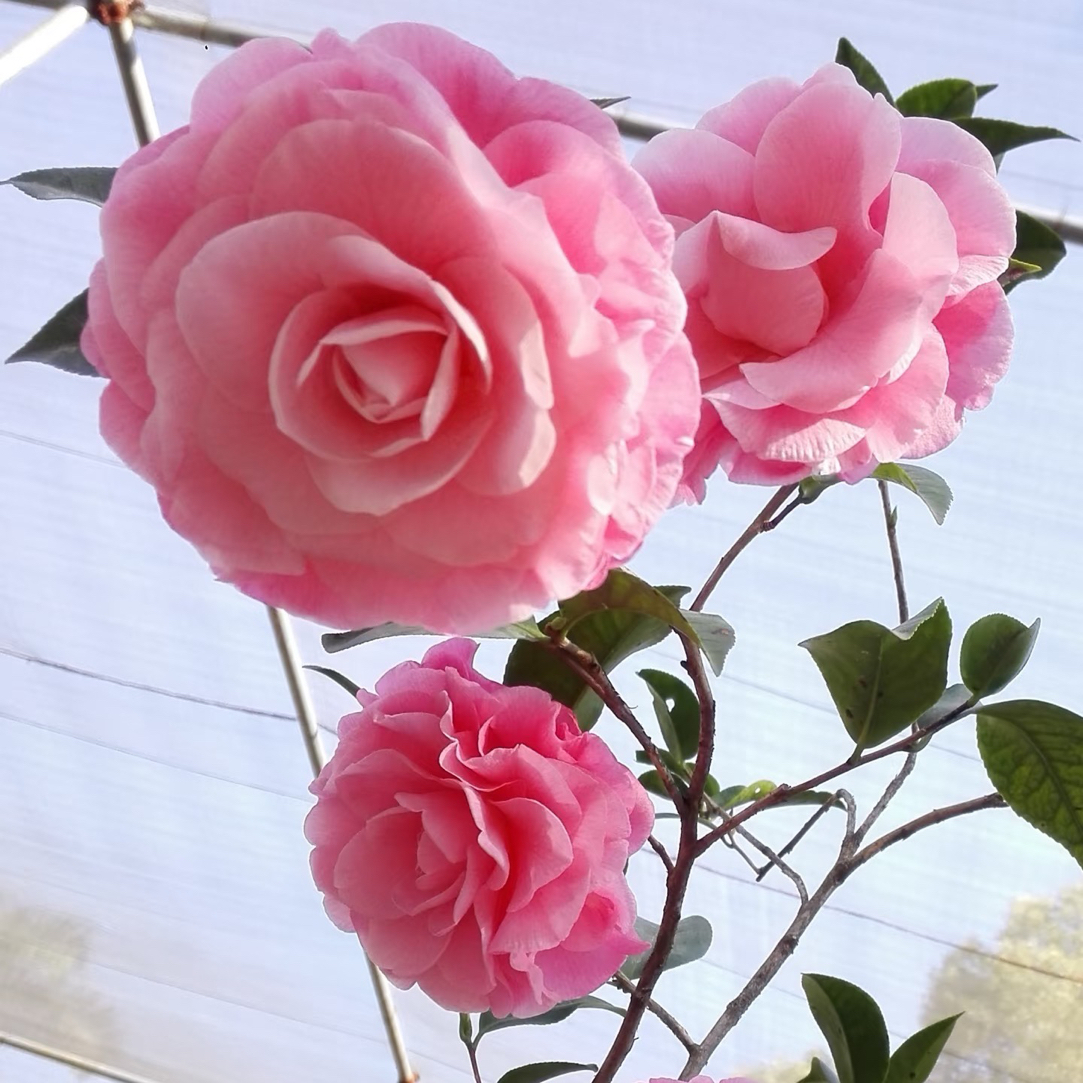 【西利米切尔】紫罗兰粉色巨型花品种