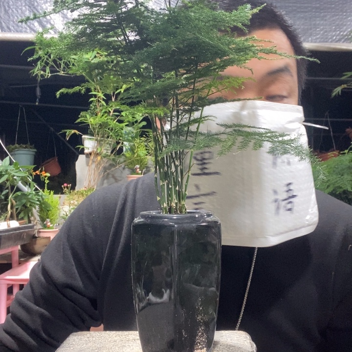 以实际为准盆景绿植盆栽80