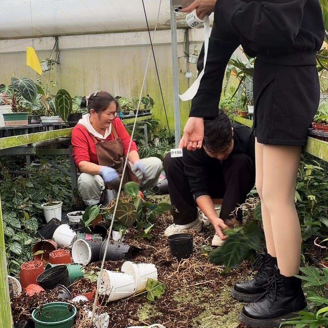 完全开放P196六颗大老庄