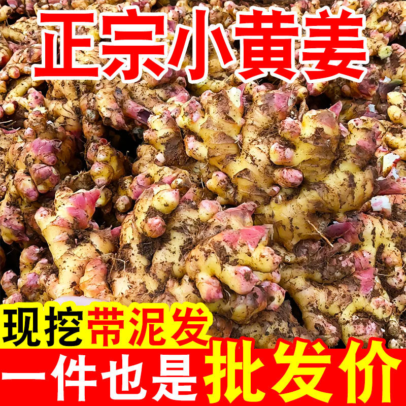 (农家自种)贵州小黄姜新鲜现挖生姜老姜嫩姜月子姜时令蔬菜一整箱