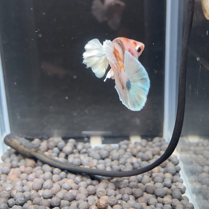 斗鱼泰国斗鱼600号