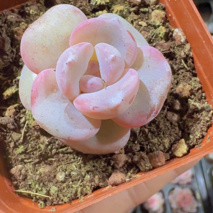 韩版奶茶一颗福利