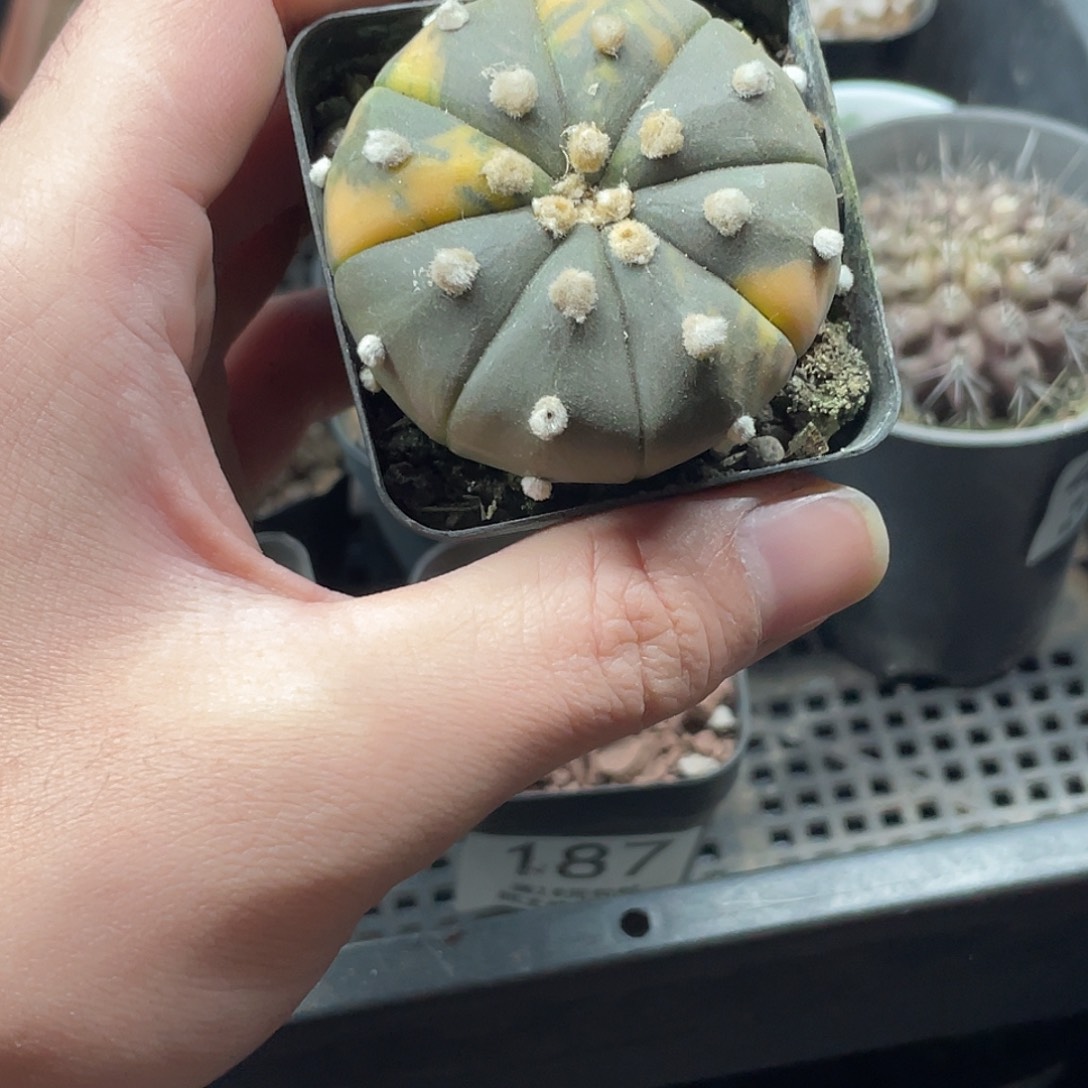 291兜锦（满19包邮）