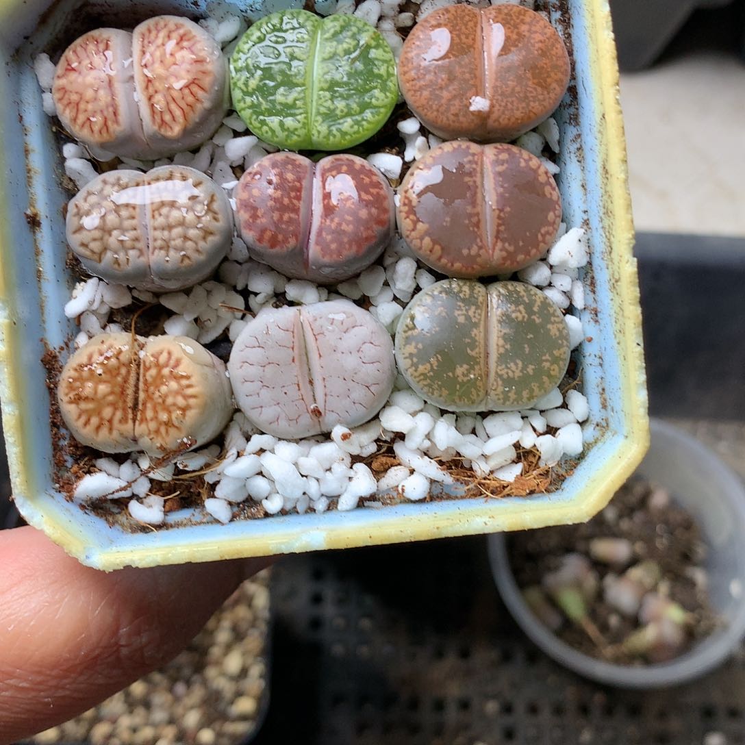 B154多肉植物保护研究所