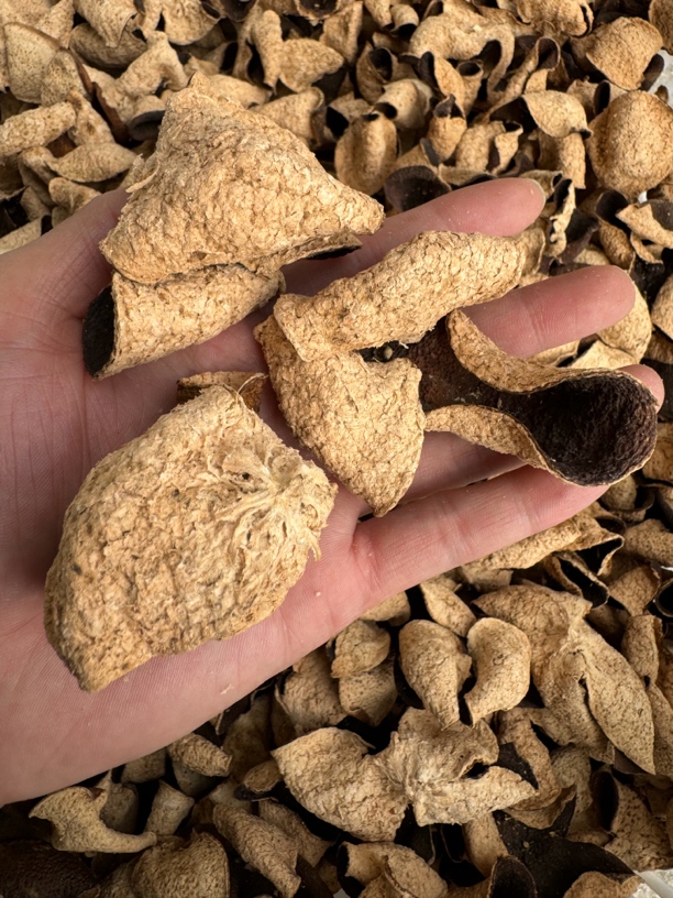 【新粉品鉴三合一集合】2017天马冬后大红 2019、2021南坦大红