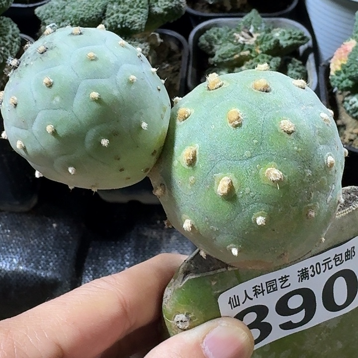 无花朵特圆毛毛习390