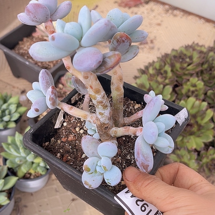雪美人19244多肉植物