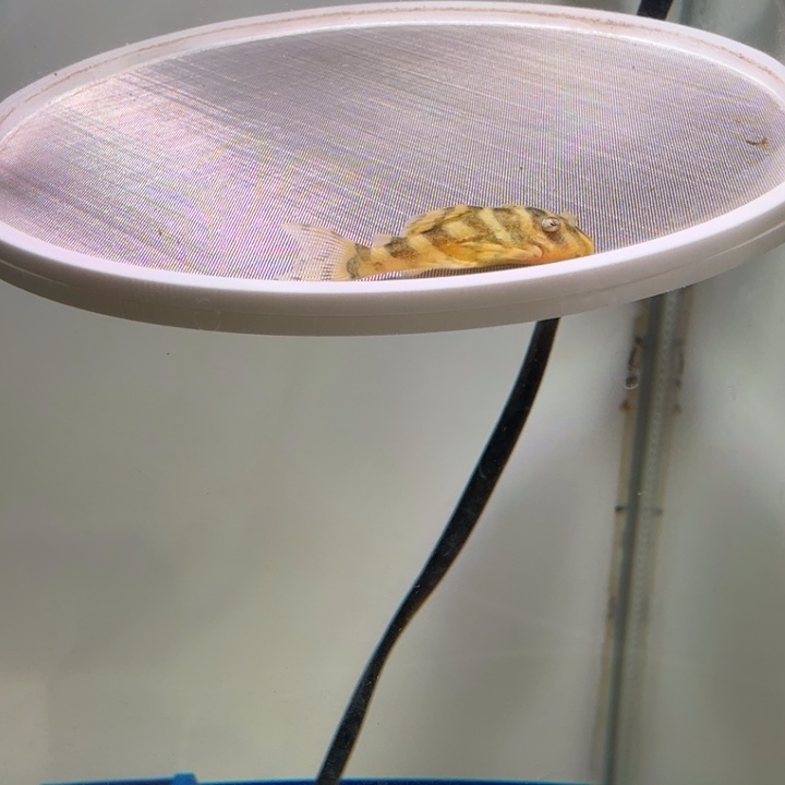 工具鱼49号皇室333