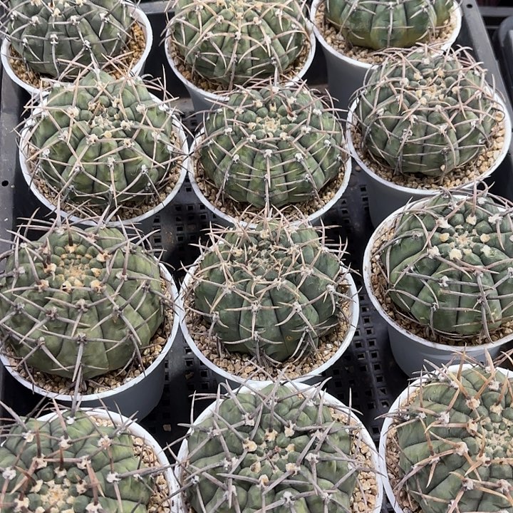 筐刺天妖实生万象盆随机一盆