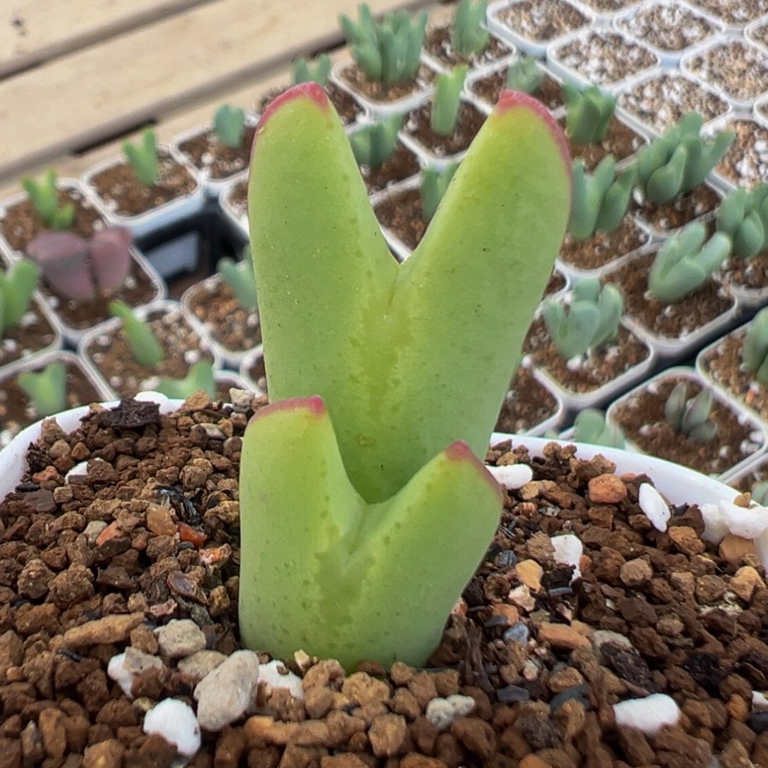 98多肉植物百科植物