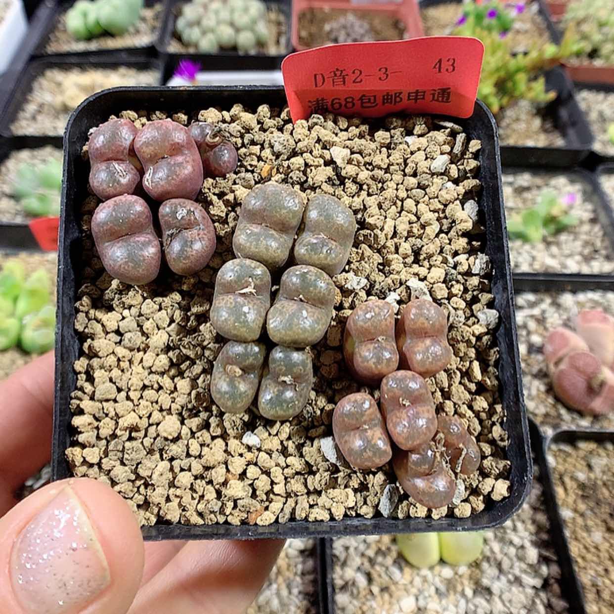 【闪购商品】2-3-43 勋章1盆 25
