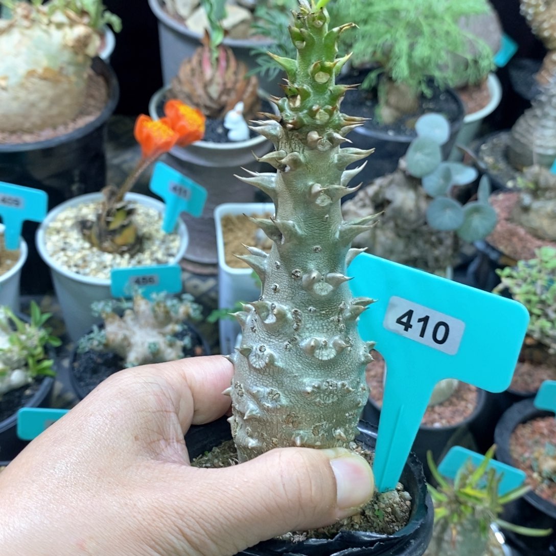 温莎瓶干多肉植物