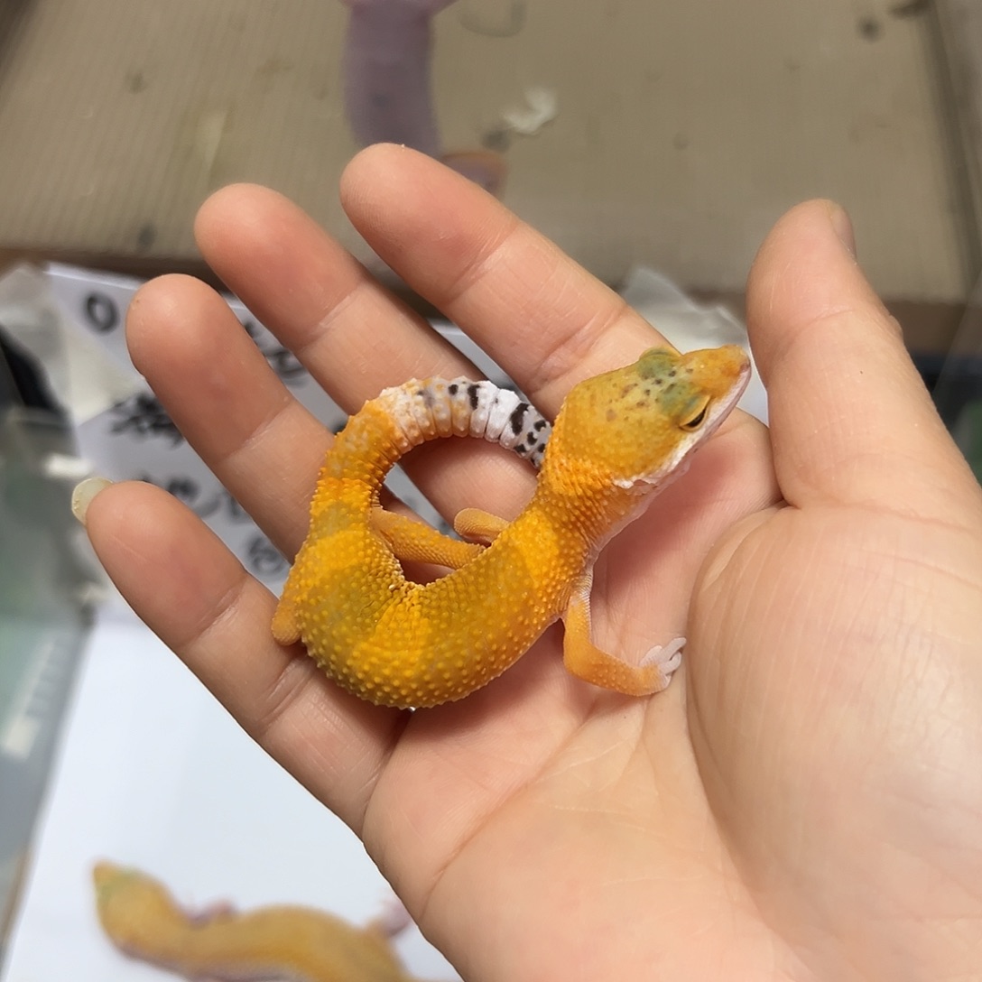 豹纹守宫豹纹守宫