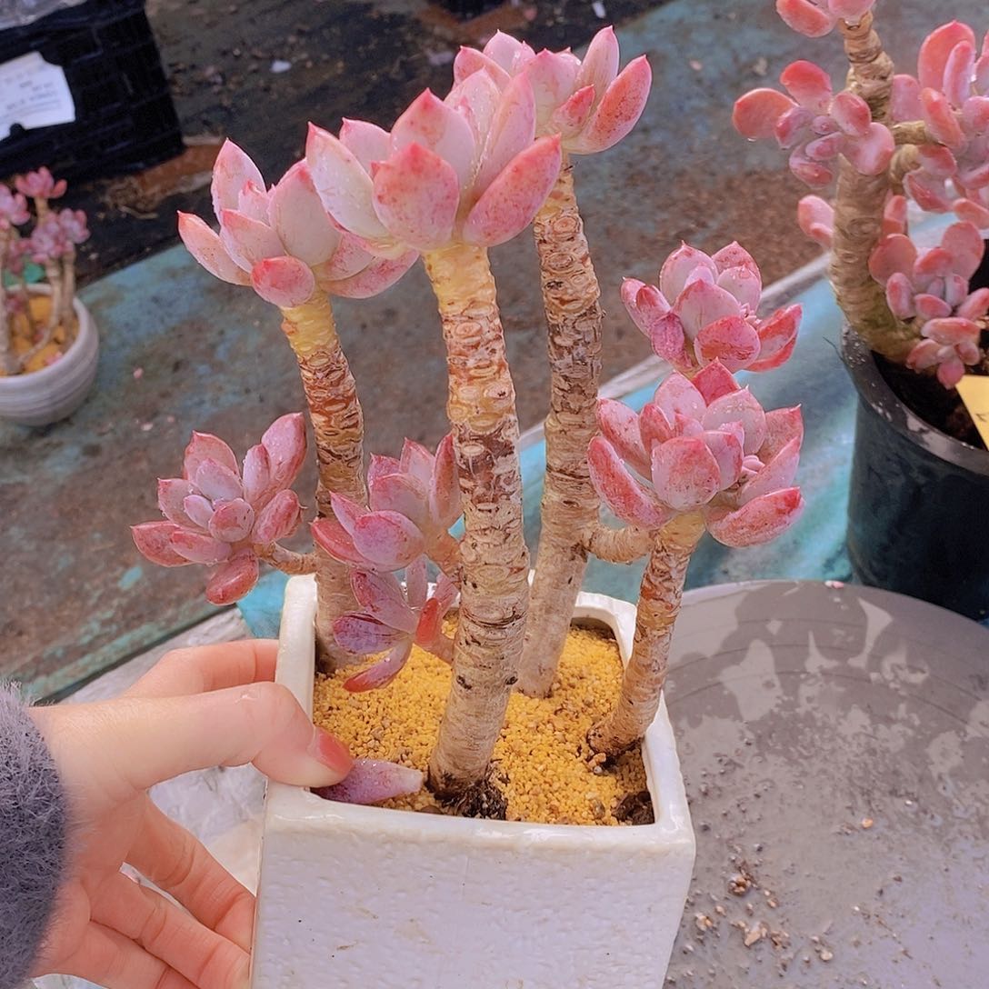 382多肉植物老桩