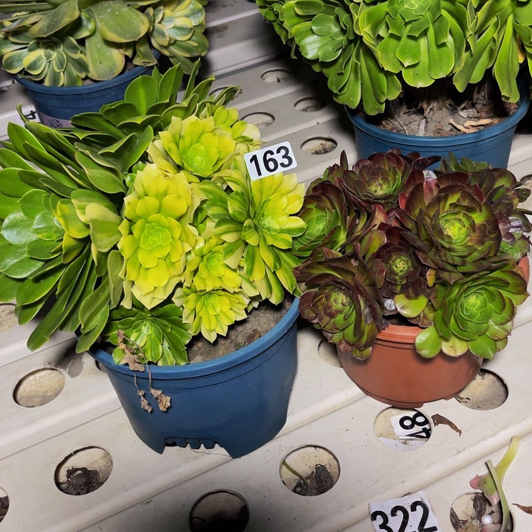 法师两盆7/-4包邮法师n