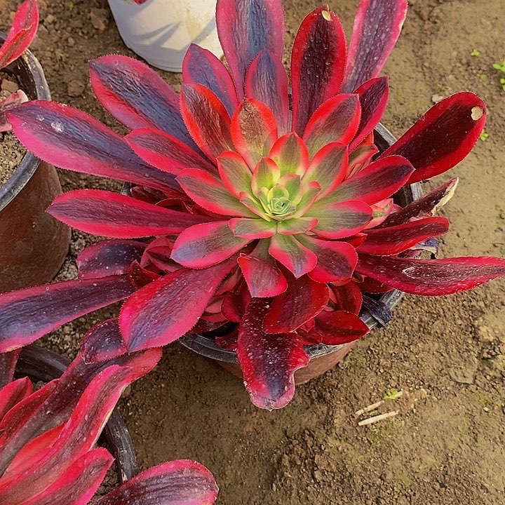 美杜莎法师手捧花