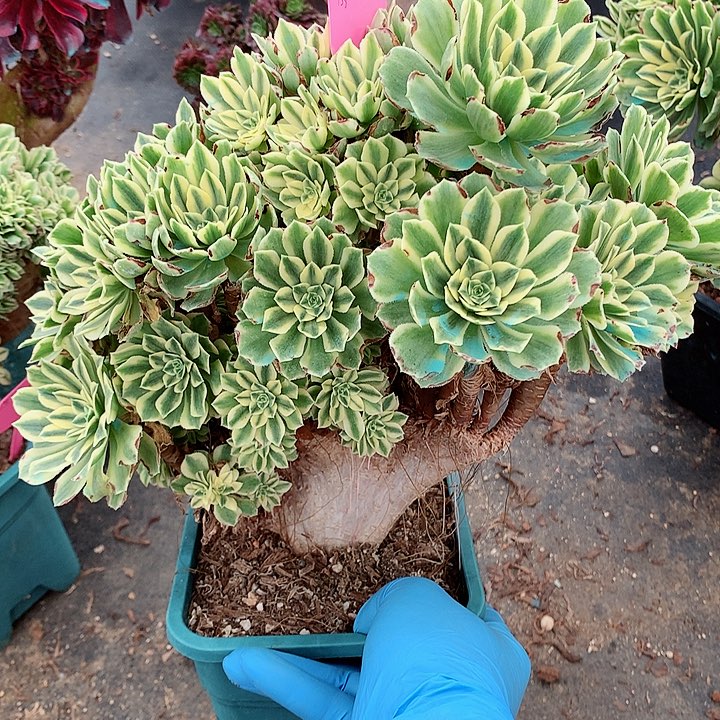 碧玉朵朵脱土发货