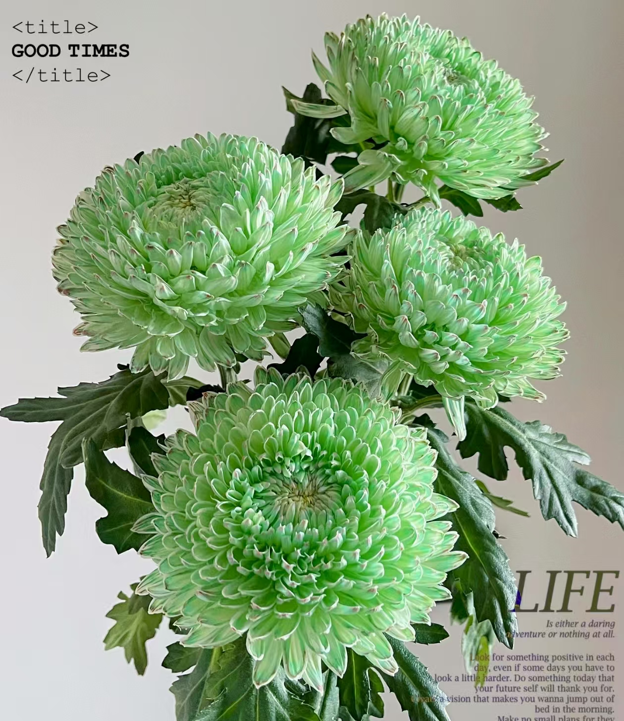 氧花季 抹茶绿牡丹菊超长待机  收到先醒花