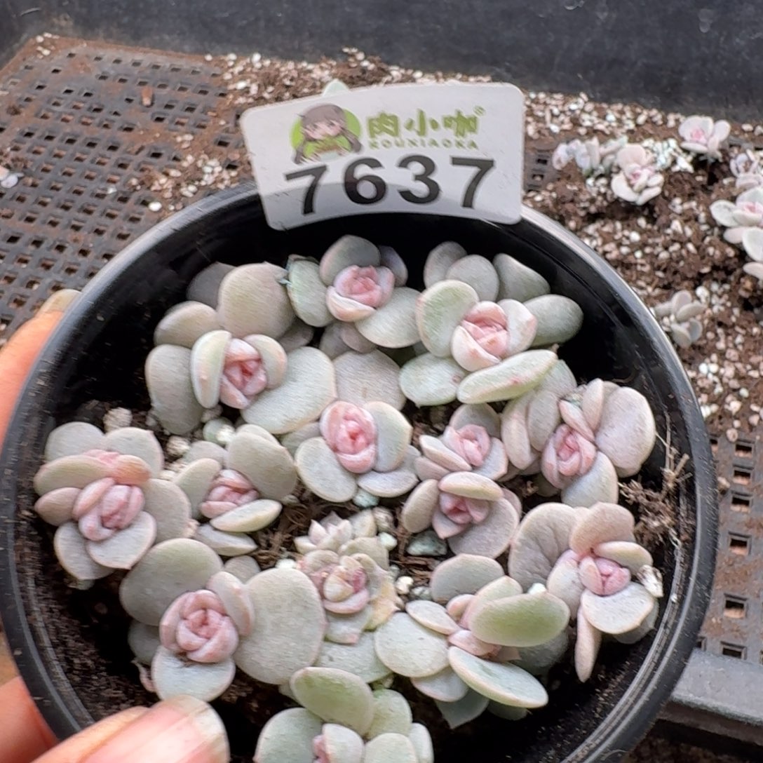 多肉植物多肉植物