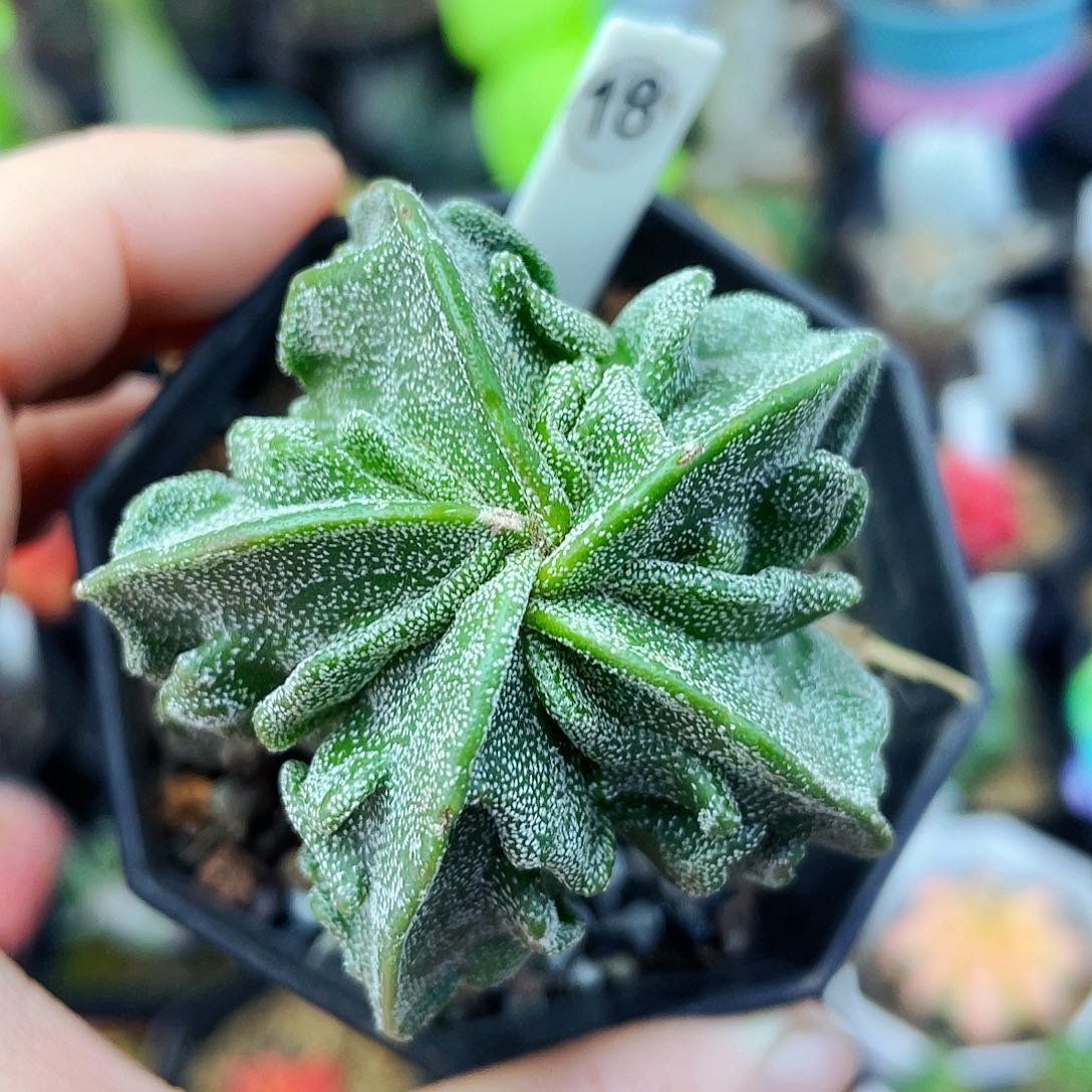 非偏远地区满25包邮仙人球