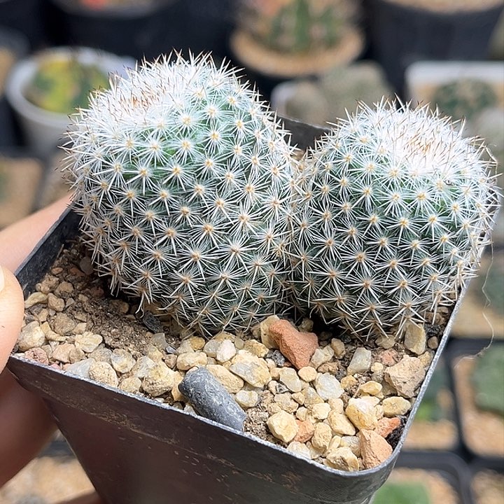 输入种源日系双头敷岛丸实生球6.5公分