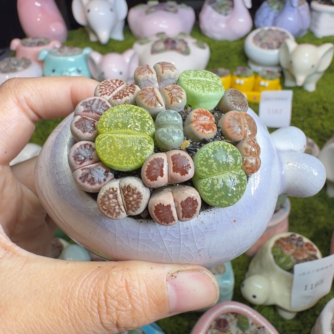 多肉植物开播福利冲