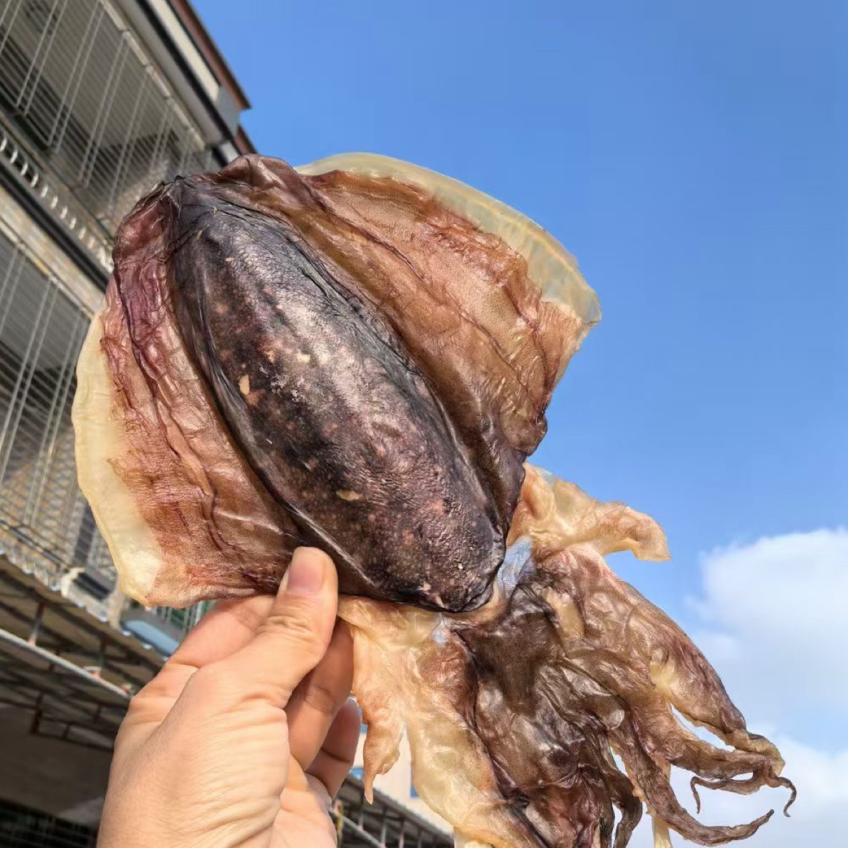 （小谢专属）外罗本地墨鱼干4-6条一斤/顺丰冷链包邮