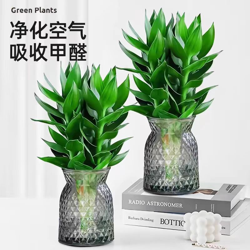 2瓶 水培观音竹莲花竹居家绿植好养 干净卫生