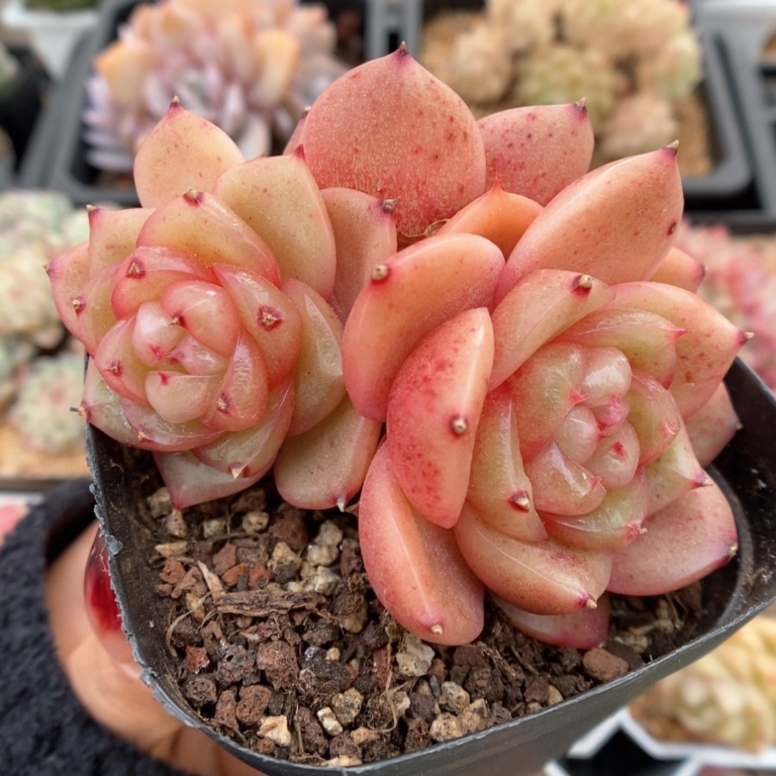 玉芷珍妮可拍364号。